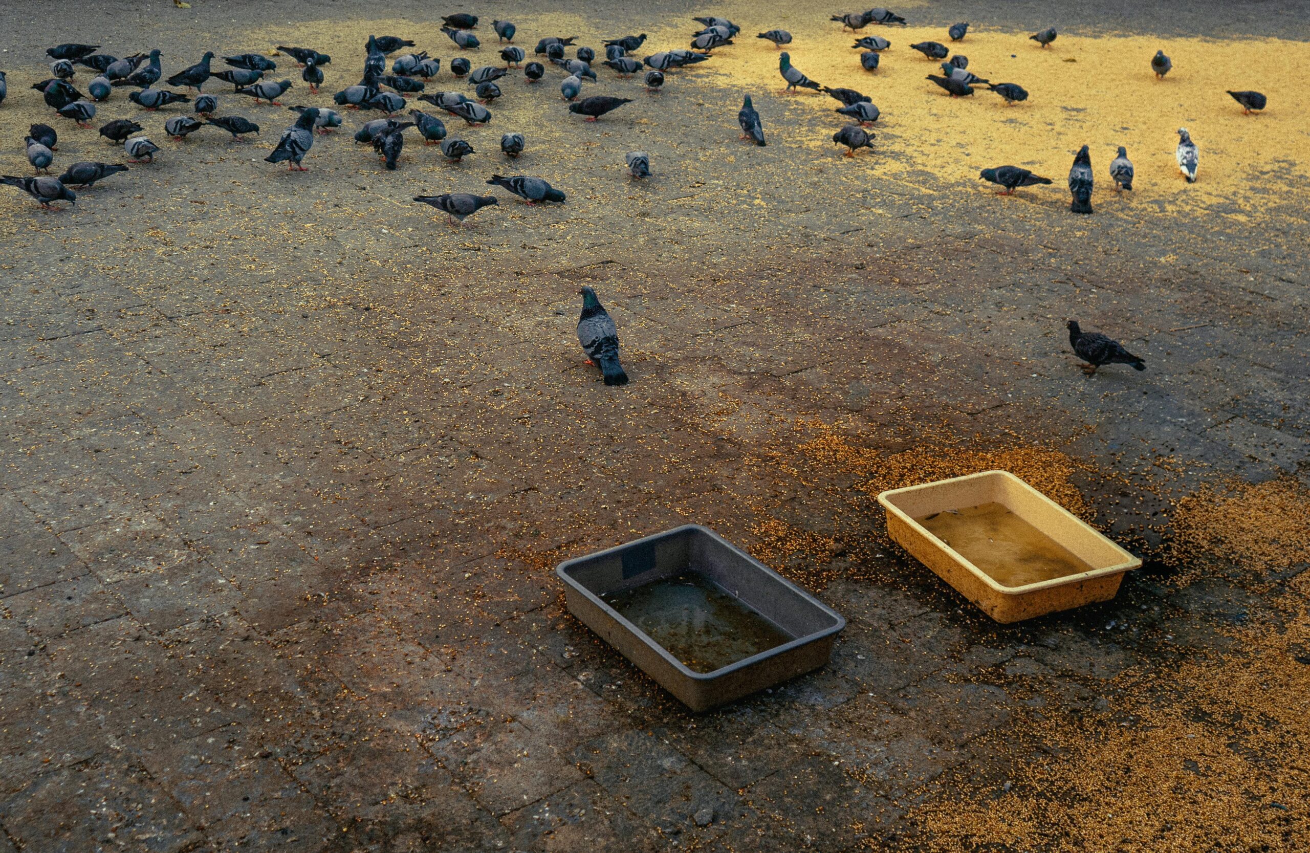 How to attract birds at home in Pakistan - Super NNB