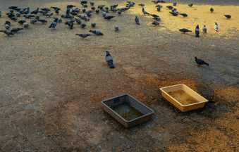 How to attract birds at home in Pakistan - Super NNB